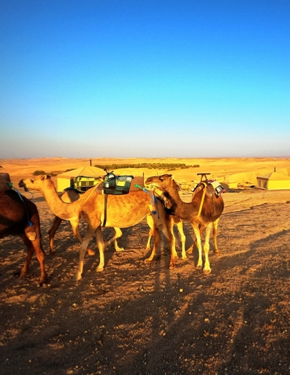 Day Trip from Marrakech