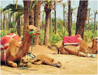 Marrakech Camel Ride