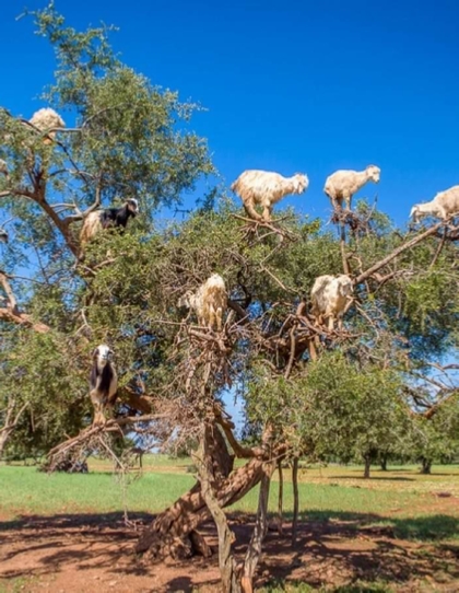 Morocco Sahara Desert Tour