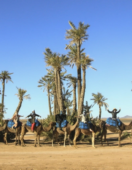 Marrakech Camel Ride